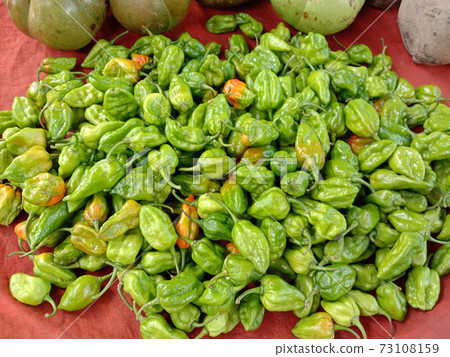 green hot spicy chili stock 73108159