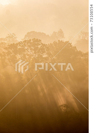 Tropical rainforest in layers covered with fog and mist in warm tone. 73108554