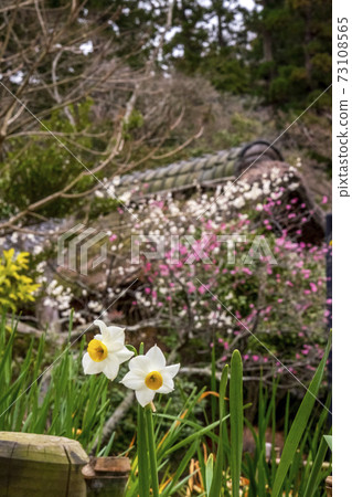 Narcissus in the garden of Engakuji Temple in Kamakura 73108565