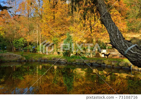 Taxus sylvestris at Jianzhu Nest, Hsinchu 73108716