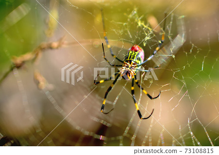 A conspicuous Nephila spider that stretches a large net from summer to autumn A conspicuous Nephila spider that stretches a large net from summer to autumn 73108815