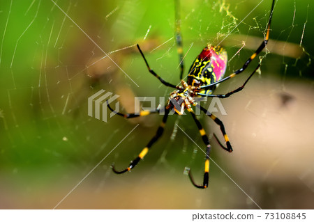 A conspicuous Nephila spider that stretches a large net from summer to autumn A conspicuous Nephila spider that stretches a large net from summer to autumn 73108845