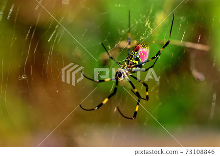 傑出的柔柔蜘蛛,從夏天到秋天都可以拉開大網 傑出的柔柔蜘蛛,從夏天到秋天都可以拉開大網 73108846