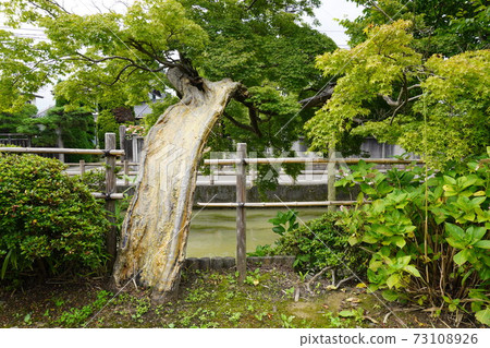 樹的自然和動態死木 73108926