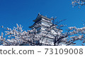 在藍天下發光的敦賀城堡的城堡塔和櫻花 73109008