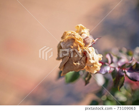 Bewitching dead roses illuminated by light [flowers / plants] 73109063