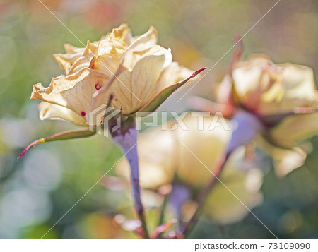 Bewitching dead roses illuminated by light [flowers / plants] 73109090