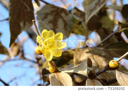 羅比(梅花)開始開花 羅比(梅花)開始開花 73109202