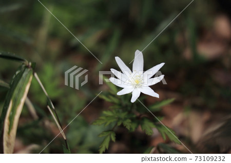 One white Anemone pseudoalta One white Anemone pseudoalta 73109232