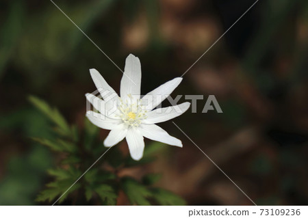 One white Anemone pseudoaltaica (up) One white Anemone pseudoaltaica (up) 73109236