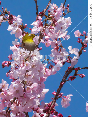 White-eye and cherry blossoms (Takato small Higan cherry blossoms) Spring image 73109300