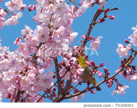 White-eye and cherry blossoms (Takato small Higan cherry blossoms) Spring material 73109301