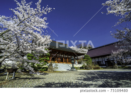 長野縣谷井寺寺櫻花 長野縣谷井寺寺櫻花 73109480