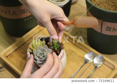 多肉植物成群種植的工作風景 多肉植物成群種植的工作風景 73109611
