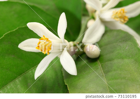 Lemon Flower 73110195