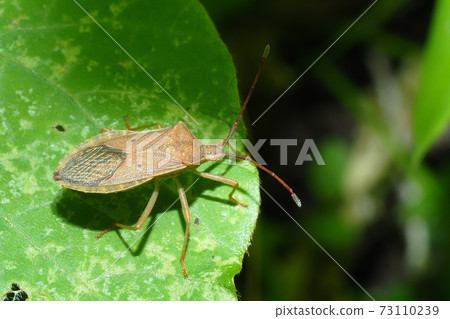 Hoshi Hararillo Helicopter bug Hoshi Hararillo Helicopter bug 73110239