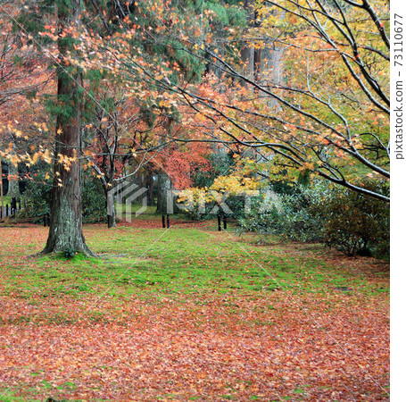 Autumn leaves with green yellow orange and red color in garden. Red and yellow maple leaves fall Autumn leaves with green yellow orange and red color in garden. Red and yellow maple leaves fall 73110677