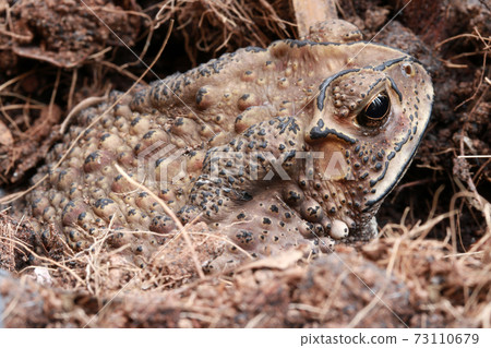 Toad buried in the soil. it is a tailless amphibian with a short stout body and short legs Toad buried in the soil. it is a tailless amphibian with a short stout body and short legs 73110679