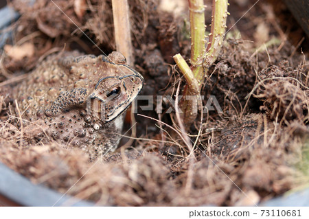 Toad buried in the soil. it is a tailless amphibian with a short stout body and short legs Toad buried in the soil. it is a tailless amphibian with a short stout body and short legs 73110681