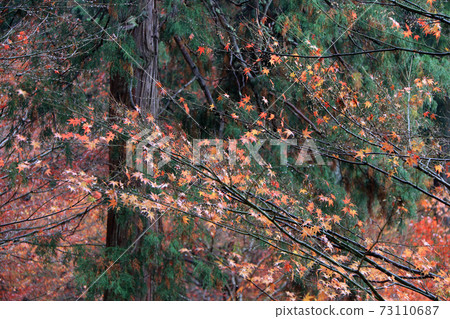 Red and orange Japanese Maple Leaf on the branch of tree after rain with background autumn garden.  73110687