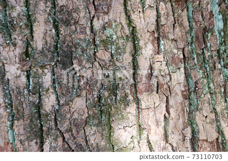 Texture of tree bark with dry moss. Close up of brown gray and green tree surface with day light Texture of tree bark with dry moss. Close up of brown gray and green tree surface with day light 73110703