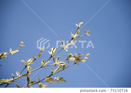 tree branch Texture of terminalia ivorensis Chev on blue sky background. green and white leaves tree branch Texture of terminalia ivorensis Chev on blue sky background. green and white leaves 73110726