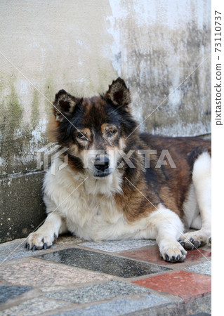 brown and white color Thai stray dog laying down on the floor by the wall. 73110737