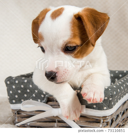 Jack Russell Terrier dog puppy in the basket Jack Russell Terrier dog puppy in the basket 73110851