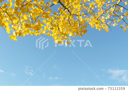 Ginkgo and sky_01 Ginkgo and sky_01 73111359