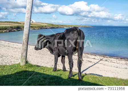 Cow at St Johns Point beach in County DOnegal - Ireland Cow at St Johns Point beach in County DOnegal - Ireland 73111956
