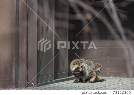 A pair of raccoon dogs playing Hinatabokko 73112300