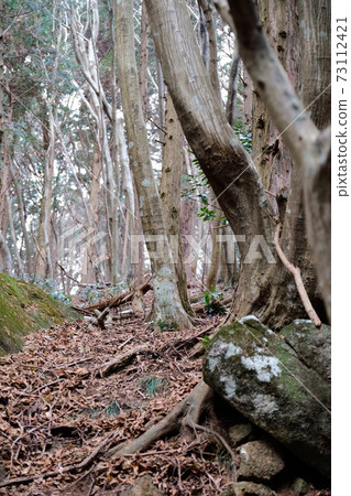 forest on Mount Tsukuba in Ibaraki prefecture, Japan forest on Mount Tsukuba in Ibaraki prefecture, Japan 73112421