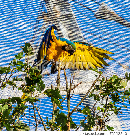 The Blue-and-yellow Macaw, Ara ararauna is a large South American parrot 73112840