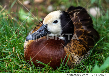 White-faced whistling duck, Dendrocygna viduata. Birds watching White-faced whistling duck, Dendrocygna viduata. Birds watching 73112873