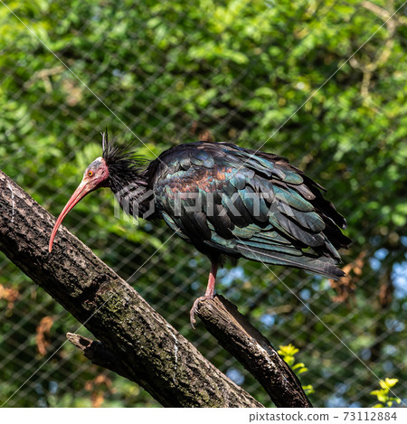 Northern Bald ibis, Geronticus eremita in the zoo 73112884
