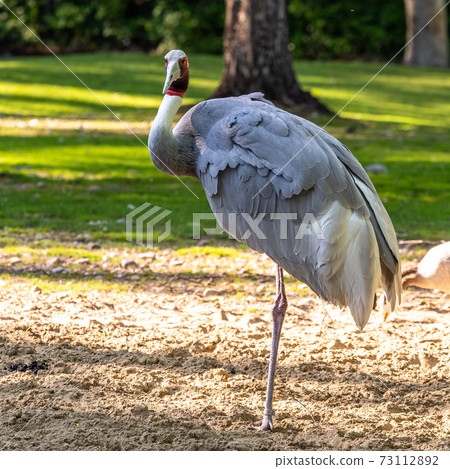 Sarus crane, Grus antigone also known as Indian sarus crane 73112892