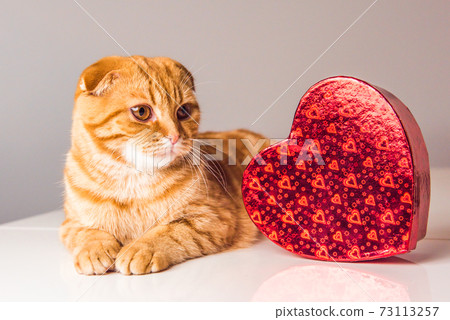 Scottish Fold red cat with red heart box on Valentine Day Scottish Fold red cat with red heart box on Valentine Day 73113257