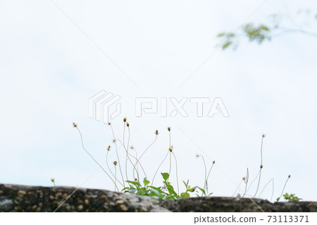 Rustic wildflowers, sky background Rustic wildflowers, sky background 73113371