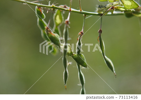 鉤形細毛的多刺亞le 73113416