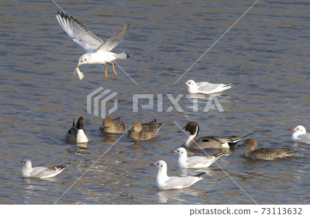 Seams and ducks 73113632