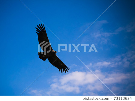Condors above the Colca canyon at Condor Cross or Cruz Del Condor viewpoint, Chivay, Peru 73113684