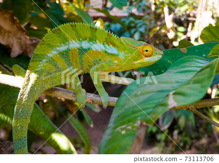 portrait of panther chameleon aka Furcifer pardalis in Andasibe-Mantadia National Park, Madagascar 73113706
