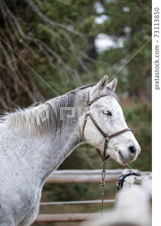 Autumn portrait of white horse tied to a post in stable ranch outdoor on green pine tree background 73113850