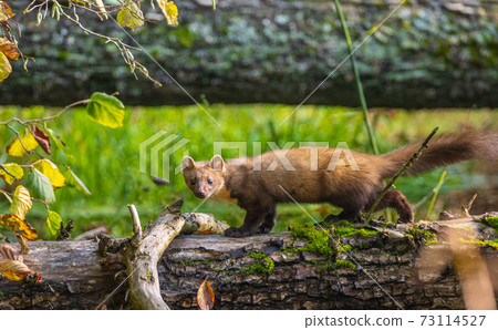 Pine Marten (Martes martes) walking over log Pine Marten (Martes martes) walking over log 73114527