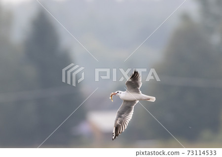 Juvenile Black-headed gull (Chroicocephalus ridibundus) in flight 73114533