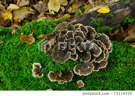 Turkey Tail (Trametes versicolor) from above Turkey Tail (Trametes versicolor) from above 73114559