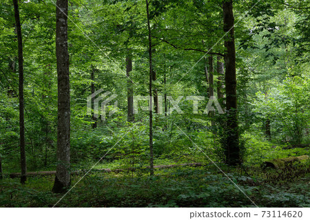 Natural deciduous forest with hornbeam and oak 73114620