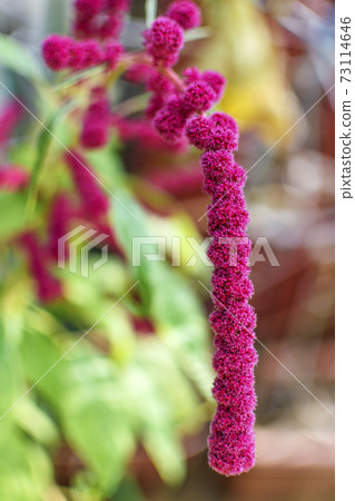 mar菜雞冠花 mar菜雞冠花 73114646