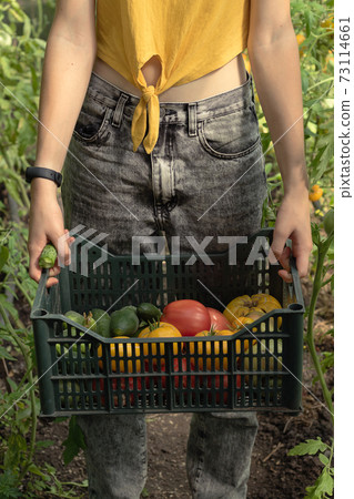 Young farmer picks fresh tomatoes at the plantation. The basket contains red and yellow tomatoes, green cucumbers 73114661