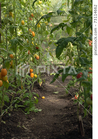Tomatoes of different varieties grow in the greenhouse. Local producers of sustainable products Tomatoes of different varieties grow in the greenhouse. Local producers of sustainable products 73114662